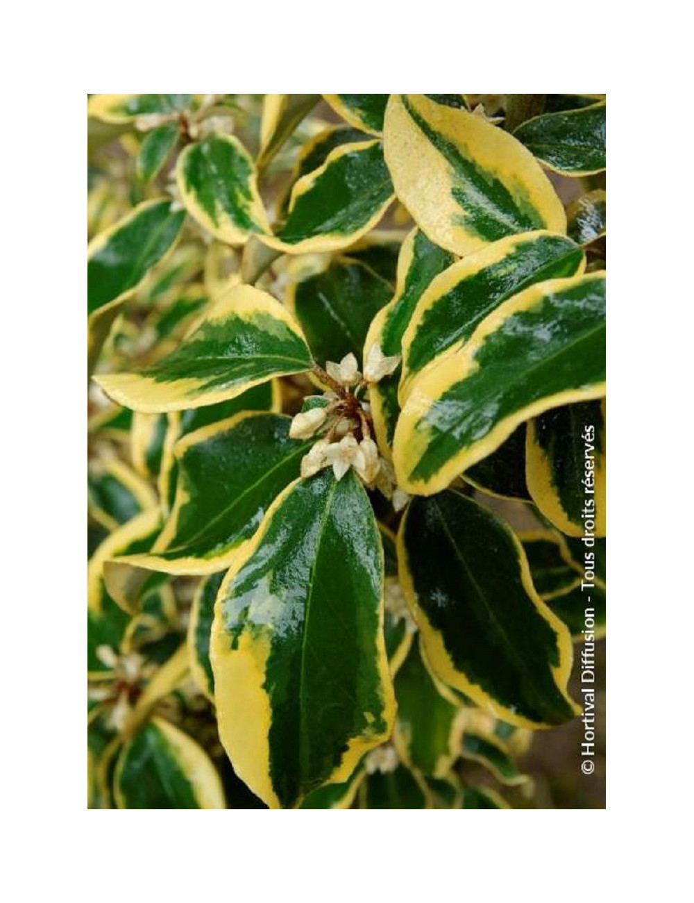 ELAEAGNUS ebbingei Gilt hedge