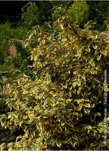 ELAEAGNUS ebbingei Gilt hedge