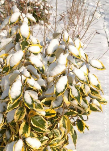 ELAEAGNUS ebbingei Gilt hedge