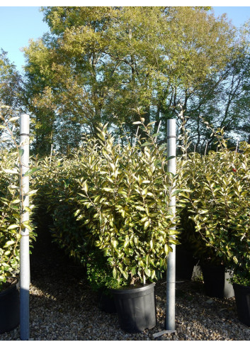 ELAEAGNUS ebbingei LIMELIGHT En pot de 25-30 litres