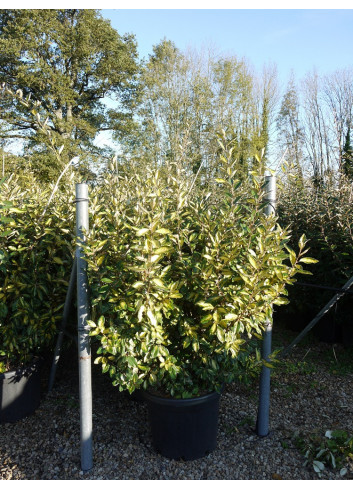 ELAEAGNUS ebbingei LIMELIGHT En pot de 35-50 litres