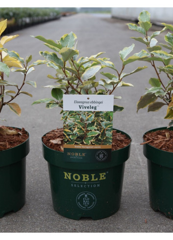 ELAEAGNUS ebbingei VIVELEG En pot 3-4 litres