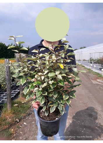 ELAEAGNUS ebbingei VIVELEG En pot 4-5 litres