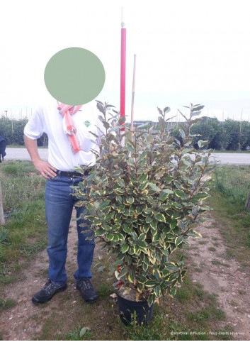 ELAEAGNUS ebbingei VIVELEG En pot 10-12 litres