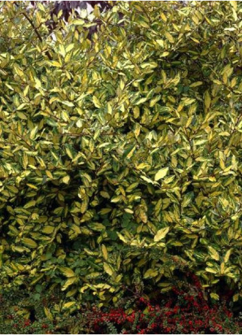 ELAEAGNUS pungens MACULATA AUREA