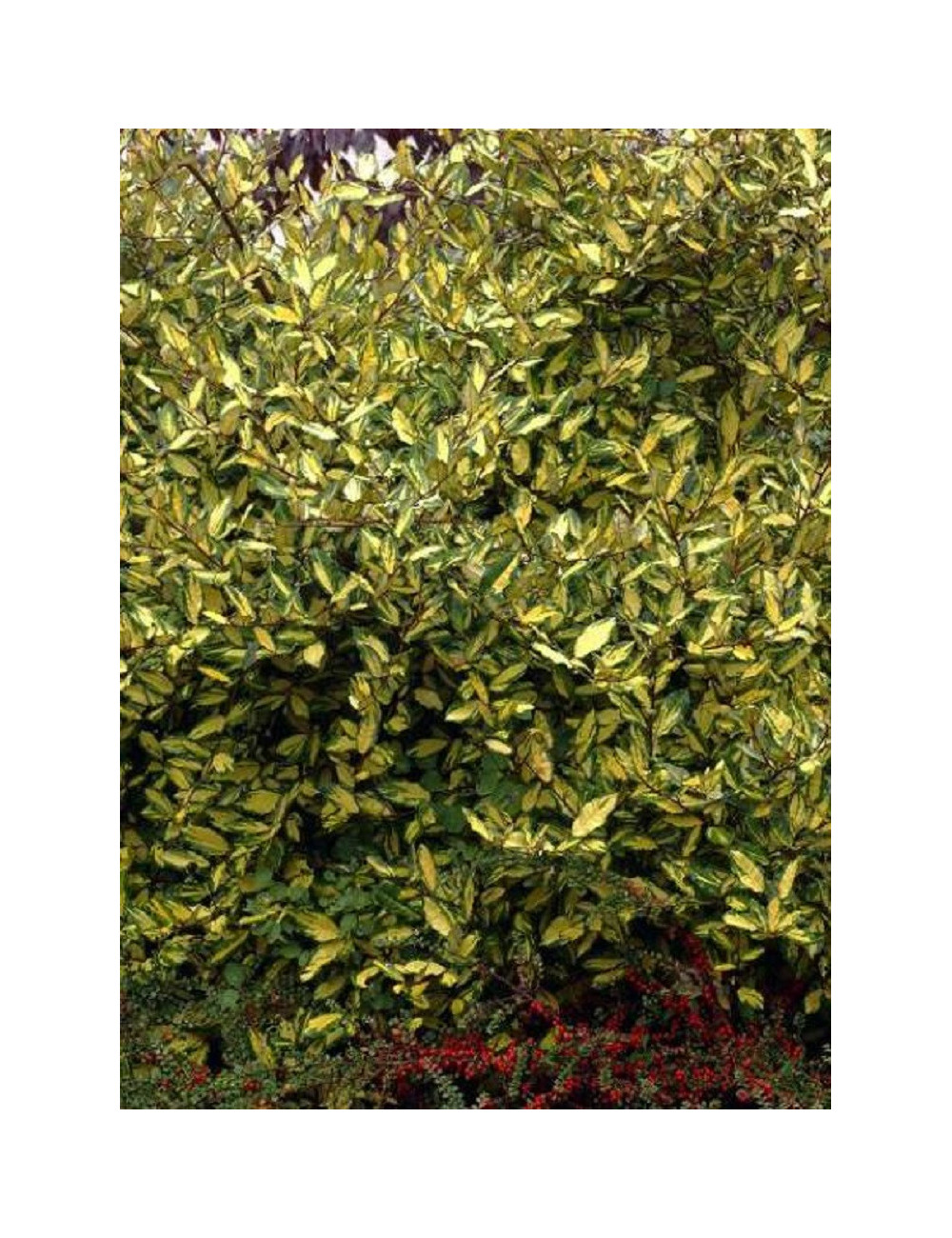 ELAEAGNUS pungens MACULATA AUREA