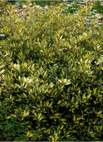 ELAEAGNUS pungens MACULATA AUREA