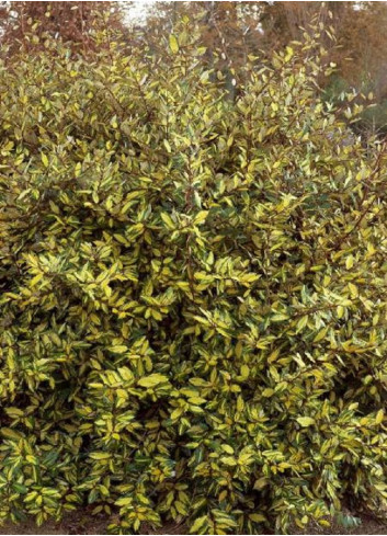 ELAEAGNUS pungens MACULATA AUREA