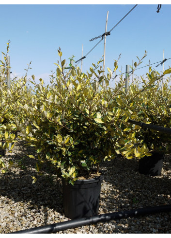 ELAEAGNUS pungens MACULATA AUREA Enj pot de 15-20 litres