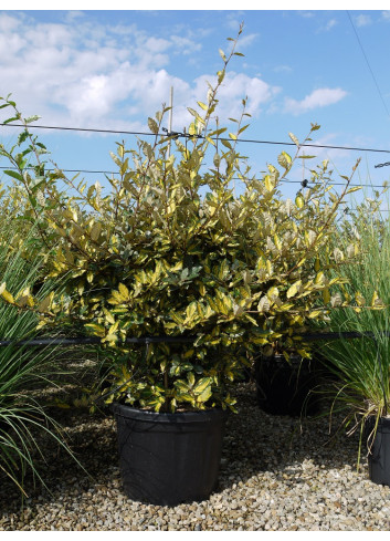 ELAEAGNUS pungens MACULATA AUREA Enj pot de 35-50 litres