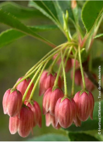 ENKIANTHUS campanulatus