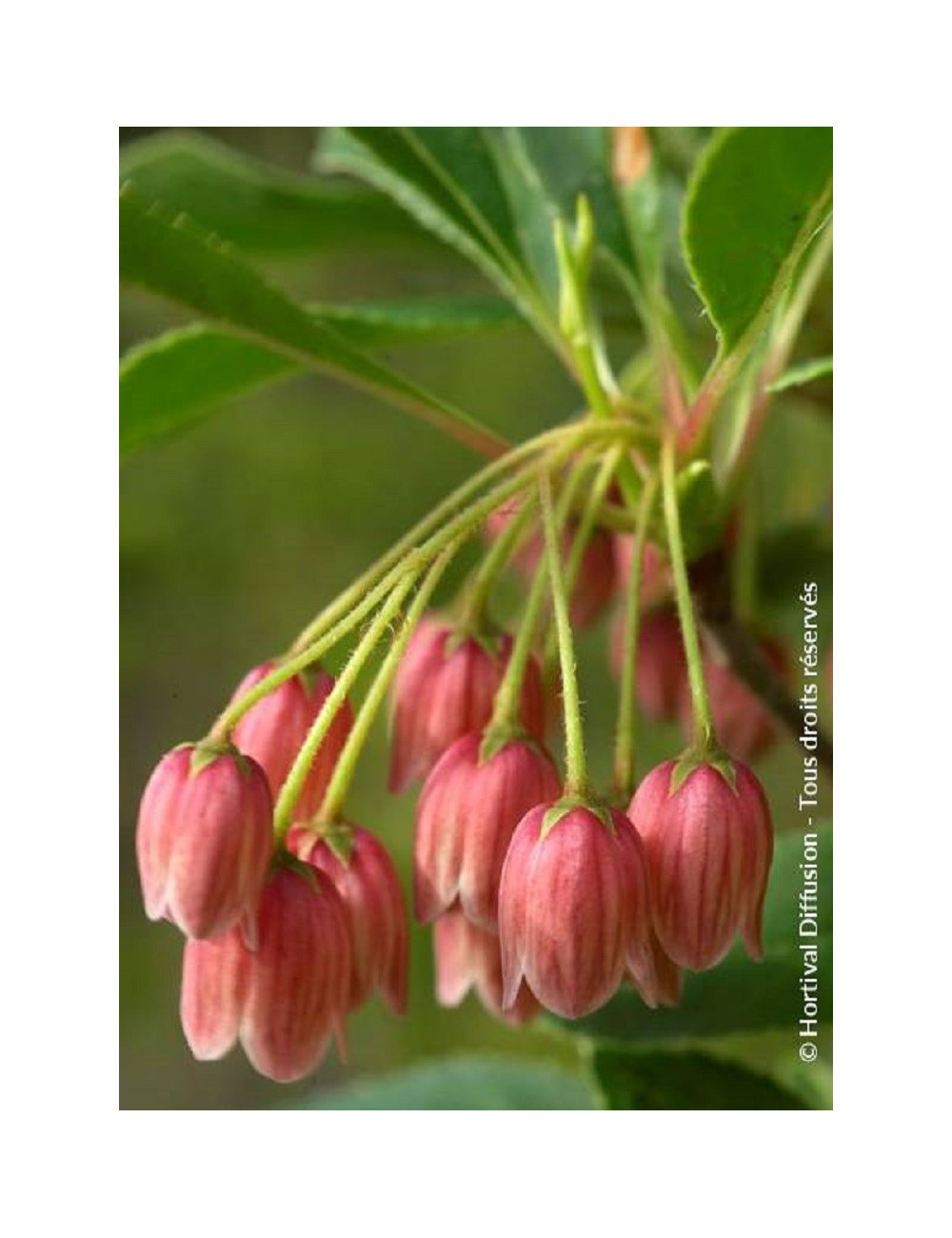 ENKIANTHUS campanulatus