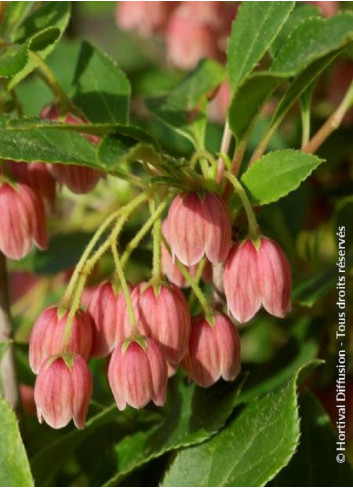 ENKIANTHUS campanulatus