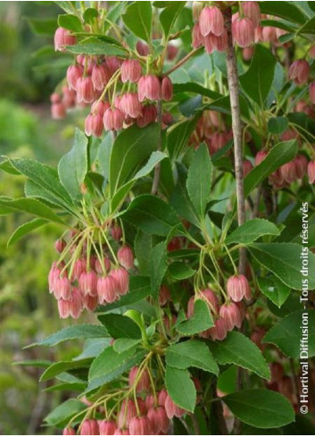 ENKIANTHUS campanulatus