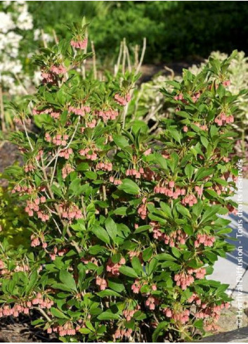 ENKIANTHUS campanulatus