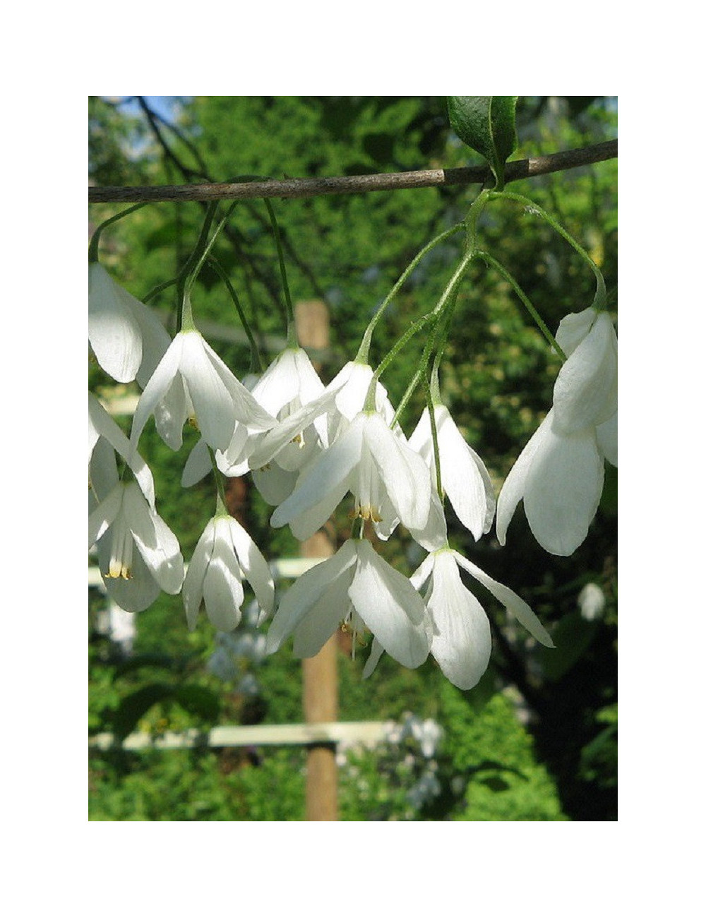 HALESIA carolina