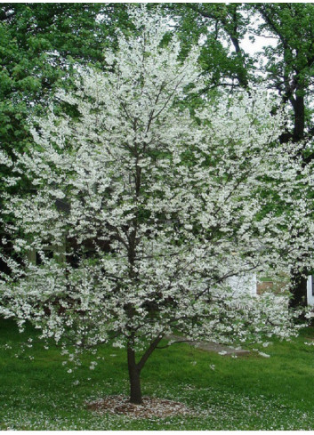 HALESIA carolina