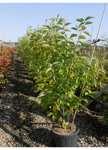 HALESIA carolina En pot de 25-30 litres