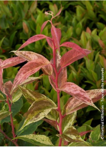 LEUCOTHOE fontanesiana RAINBOW