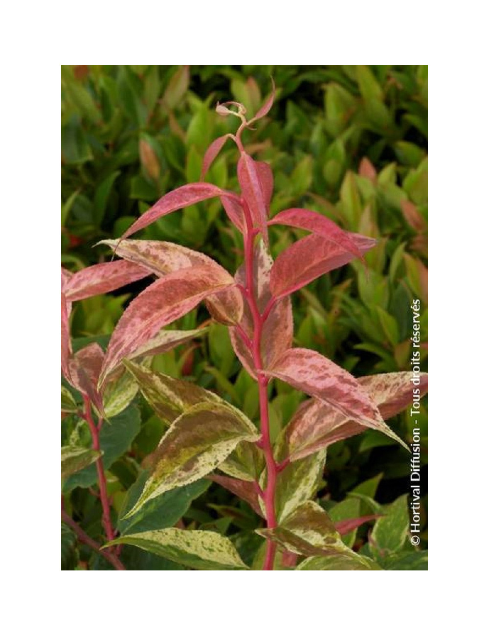 LEUCOTHOE fontanesiana RAINBOW