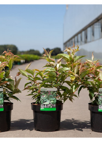 LEUCOTHOE fontanesiana RAINBOW En pot de 4-5 litres