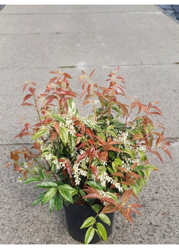 LEUCOTHOE fontanesiana RAINBOW En pot de 7-10 litres