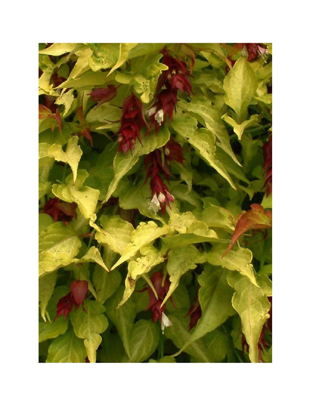 LEYCESTERIA formosa GOLDEN LANTERNS