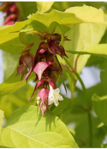 LEYCESTERIA formosa GOLDEN LANTERNS