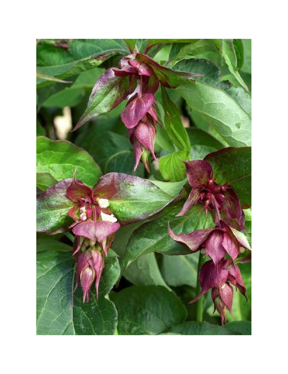 LEYCESTERIA formosa PURPLE RAIN