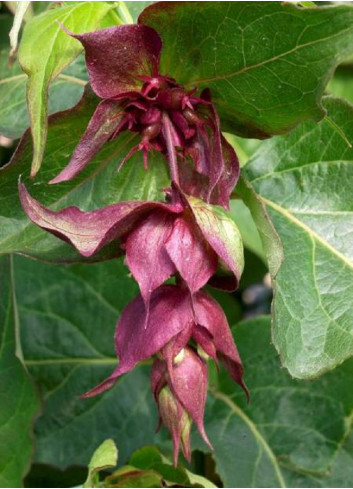 LEYCESTERIA formosa PURPLE RAIN