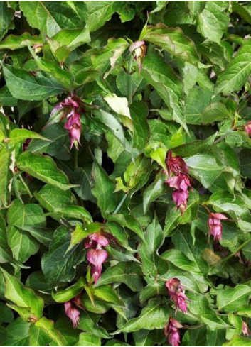 LEYCESTERIA formosa PURPLE RAIN