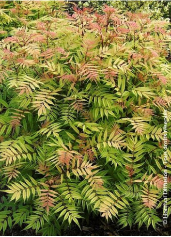 SORBARIA sorbifolia SEM