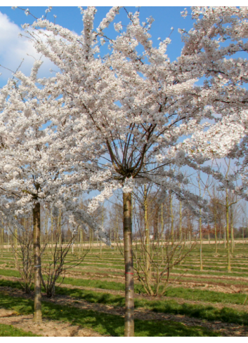 PRUNUS yedoensis