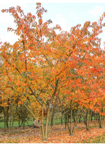 PRUNUS yedoensis