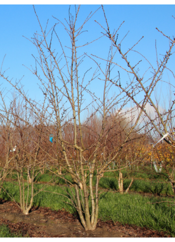 PRUNUS yedoensis