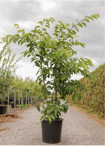 PRUNUS yedoensis En pot de 25-30 litres