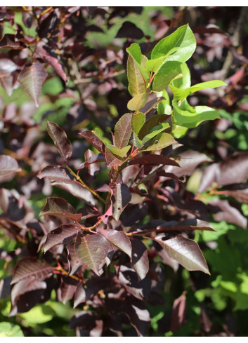 PRUNUS virginiana SCHUBERT