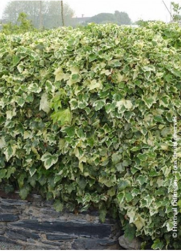 HEDERA canariensis GOIRE DE MARENGO