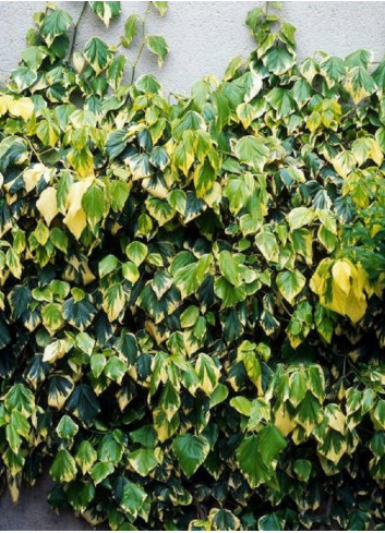 HEDERA colchica DENTATA VARIEGATA