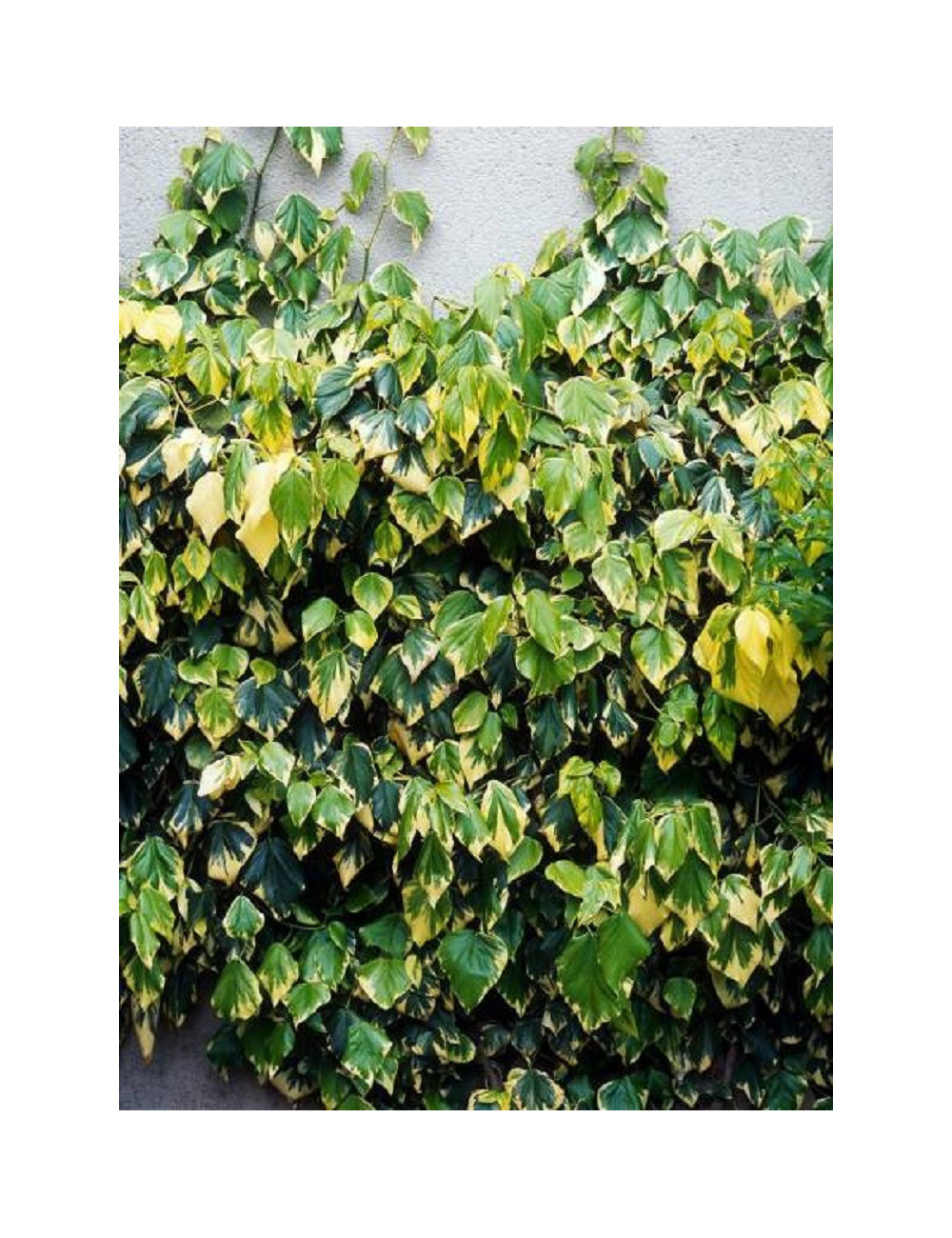 HEDERA colchica DENTATA VARIEGATA