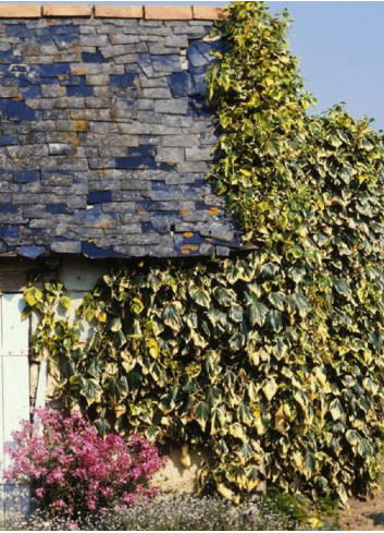 HEDERA colchica DENTATA VARIEGATA