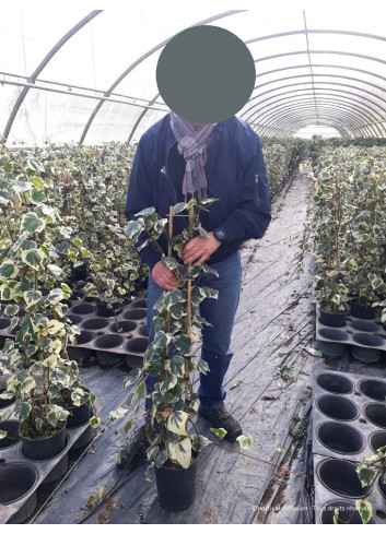 HEDERA colchica DENTATA VARIEGATA En pot de 4-5 litres