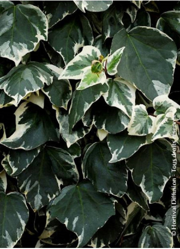 HEDERA helix GLACIER