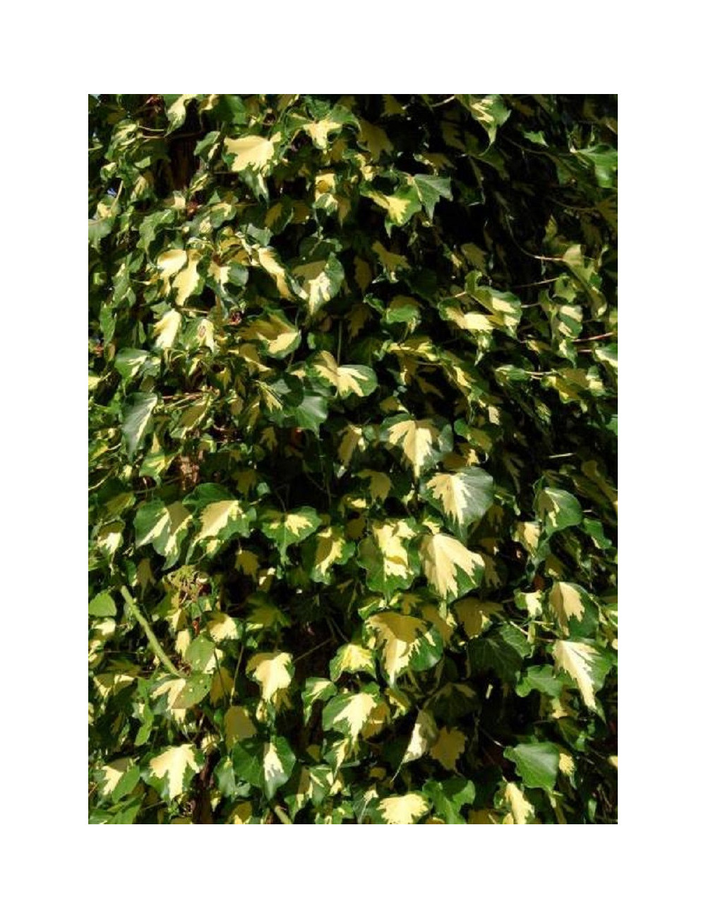 HEDERA helix GOLDHEART