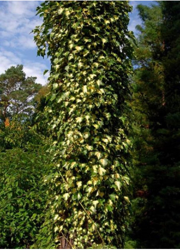 HEDERA helix GOLDHEART