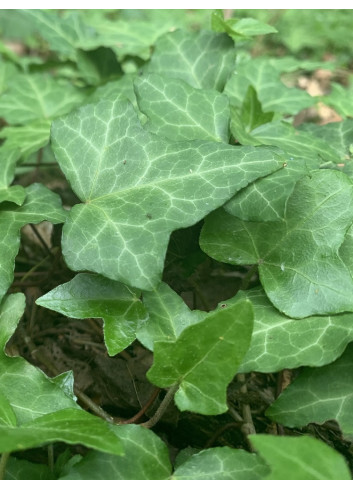 HEDERA helix