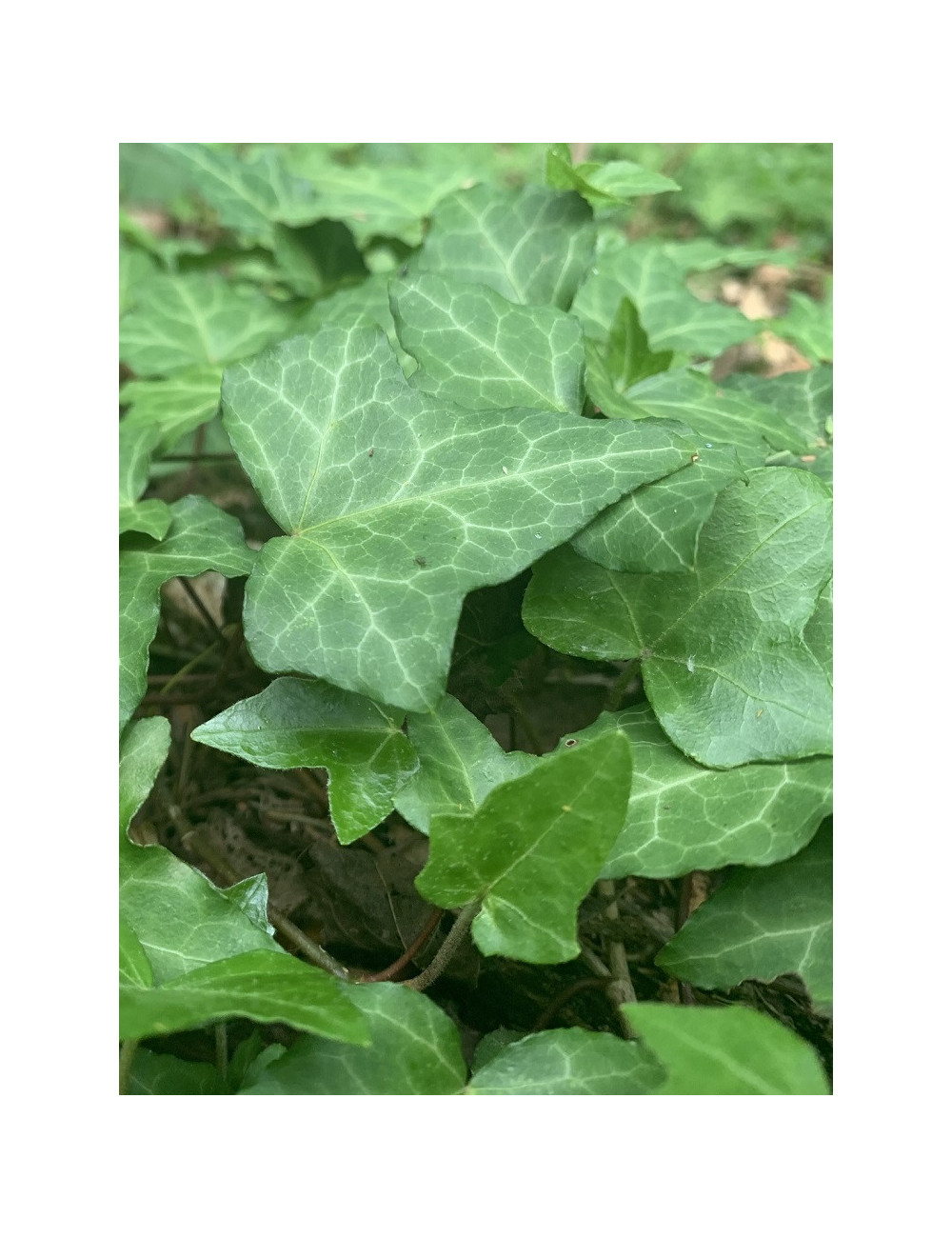 HEDERA helix