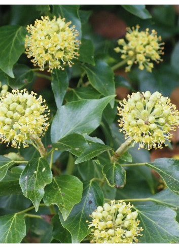 HEDERA helix