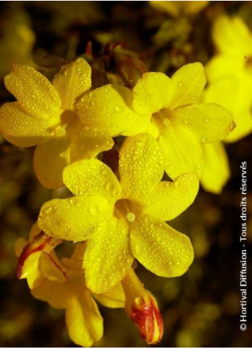 JASMINUM nudiflorum