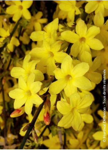 JASMINUM nudiflorum